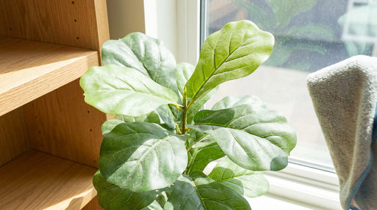 How to Care for Faux Plants in High-Summer Light: Dusting and Protection