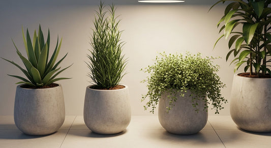 Indoor Plant Styling for Small Homes: Where to Place Greenery for Max Impact