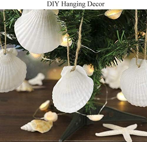30 pcs 2-3 inch Natural Scallop Shells White Sea Shells from Sea Beach for DIY Craft Home Décor
