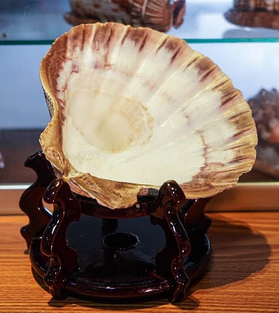 4 Pcs Polished Large Great Scallop Sea Shells 5~6 Inch,Brown Lion's Paw Baking Shells,Ocean Beach Seashells Perfect for Home Decoration, Art Craft, Vase Filler Fish Tank