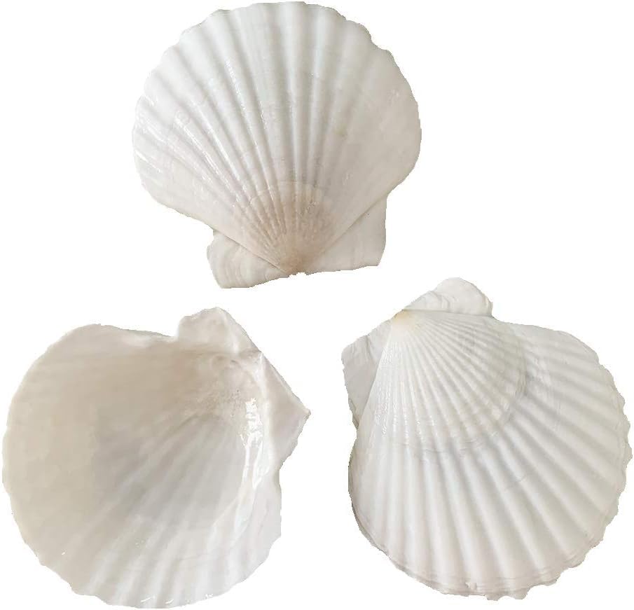 30 pcs 2-3 inch Natural Scallop Shells White Sea Shells from Sea Beach for DIY Craft Home Décor