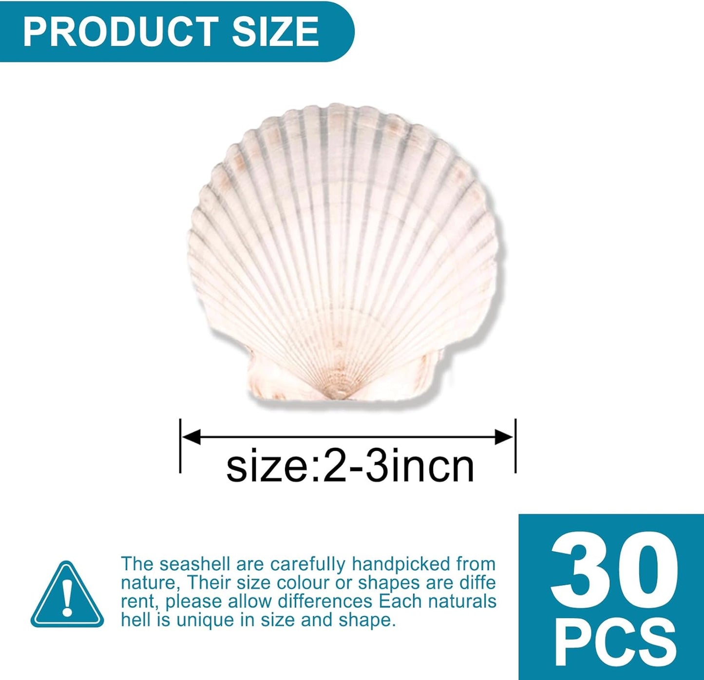 30PCS Scallop Shells for Crafts 2''-3'' Natural White Large Shells Decoration for DIY Craft Painting, Home Decor, Baking and Beach, Wedding Party Decoration