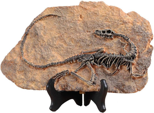 XINDAM Resin Dinosaur Fossil Statue Model Simulated Skeleton Home Office Display Decorative Craft Box Decoration (Style 1)