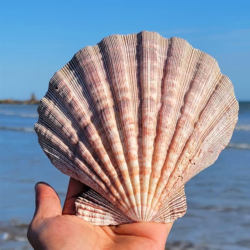 4 Pcs Polished Large Great Scallop Sea Shells 5~6 Inch,Brown Lion's Paw Baking Shells,Ocean Beach Seashells Perfect for Home Decoration, Art Craft, Vase Filler Fish Tank