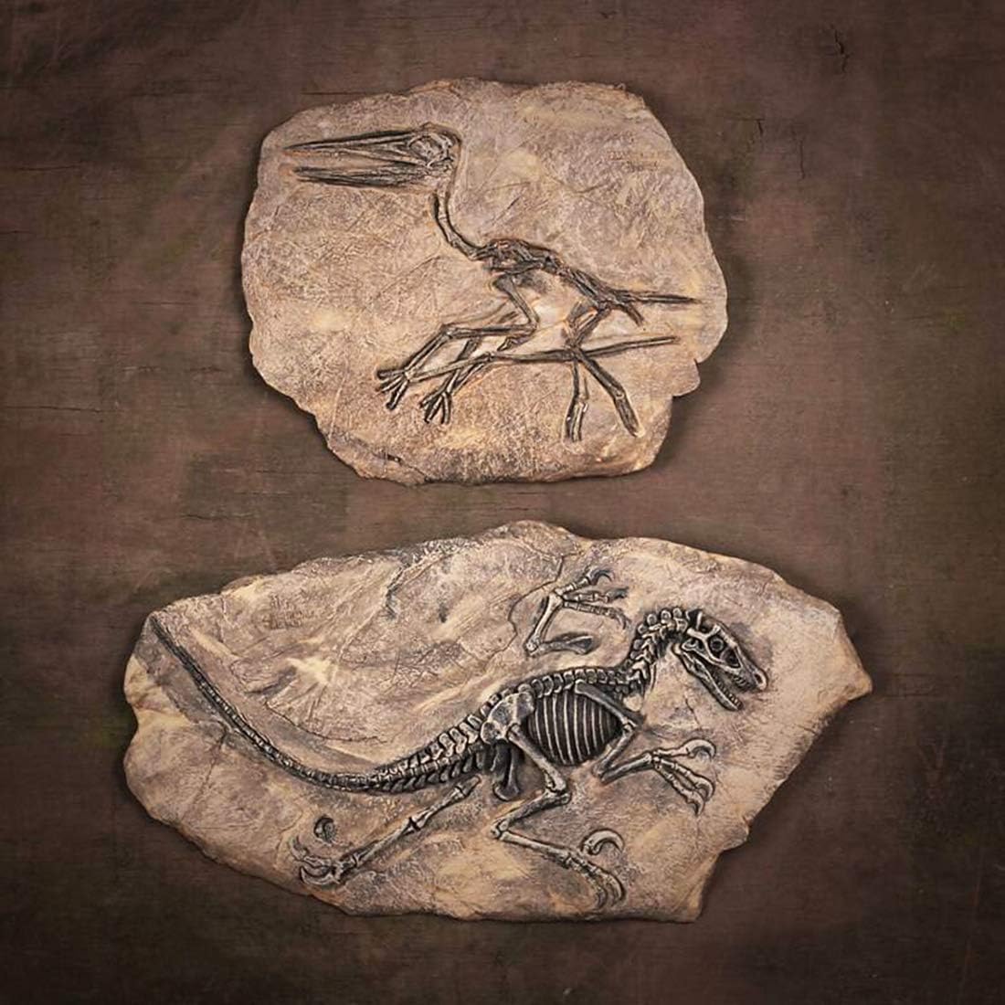 XINDAM Resin Dinosaur Fossil Statue Model Simulated Skeleton Home Office Display Decorative Craft Box Decoration (Style 2)