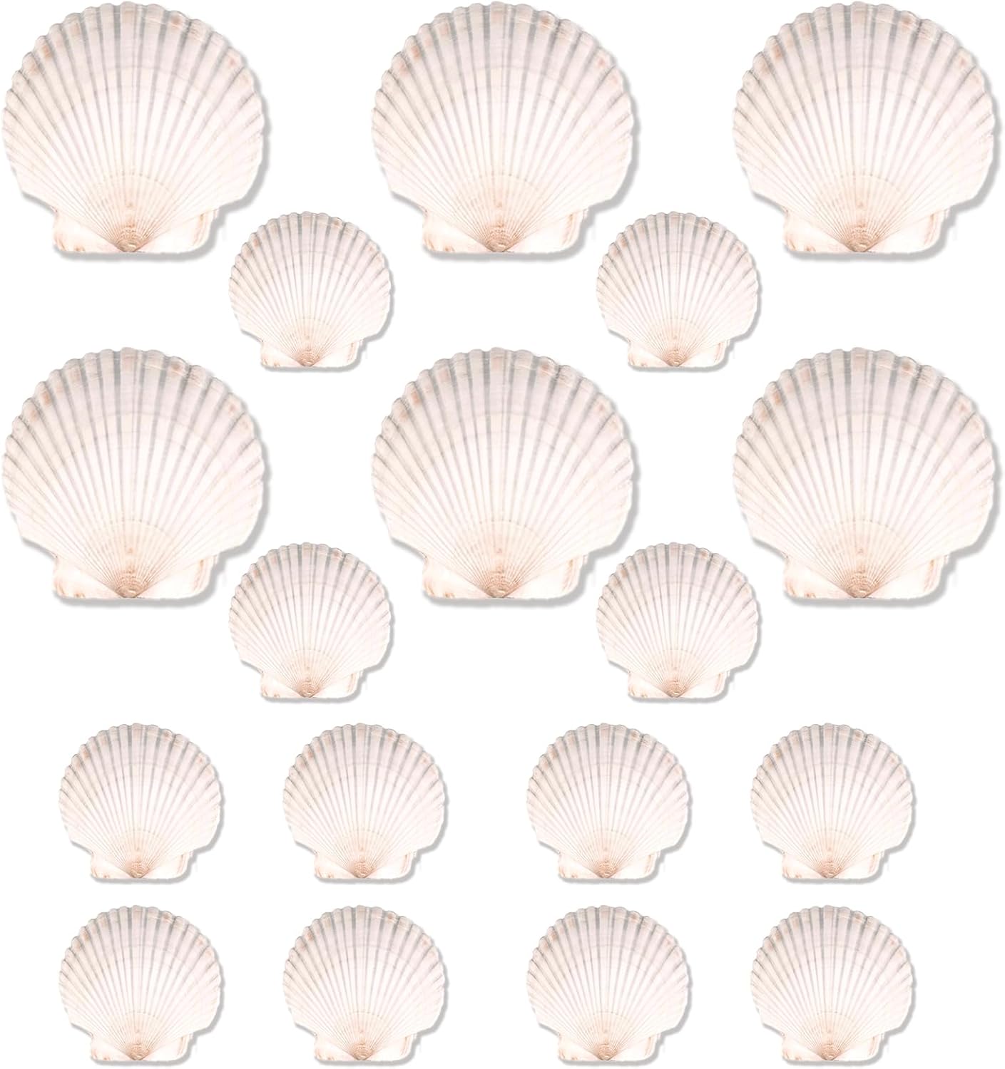 20PCS Natural Scallop Shells for Crafts & Baking - 6 Large (4-5in) & 14 Medium (2-3in) Seashells - DIY Painting, Beach Wedding Decor, Resin Art, Coastal Home Decoration, Party Centerpieces