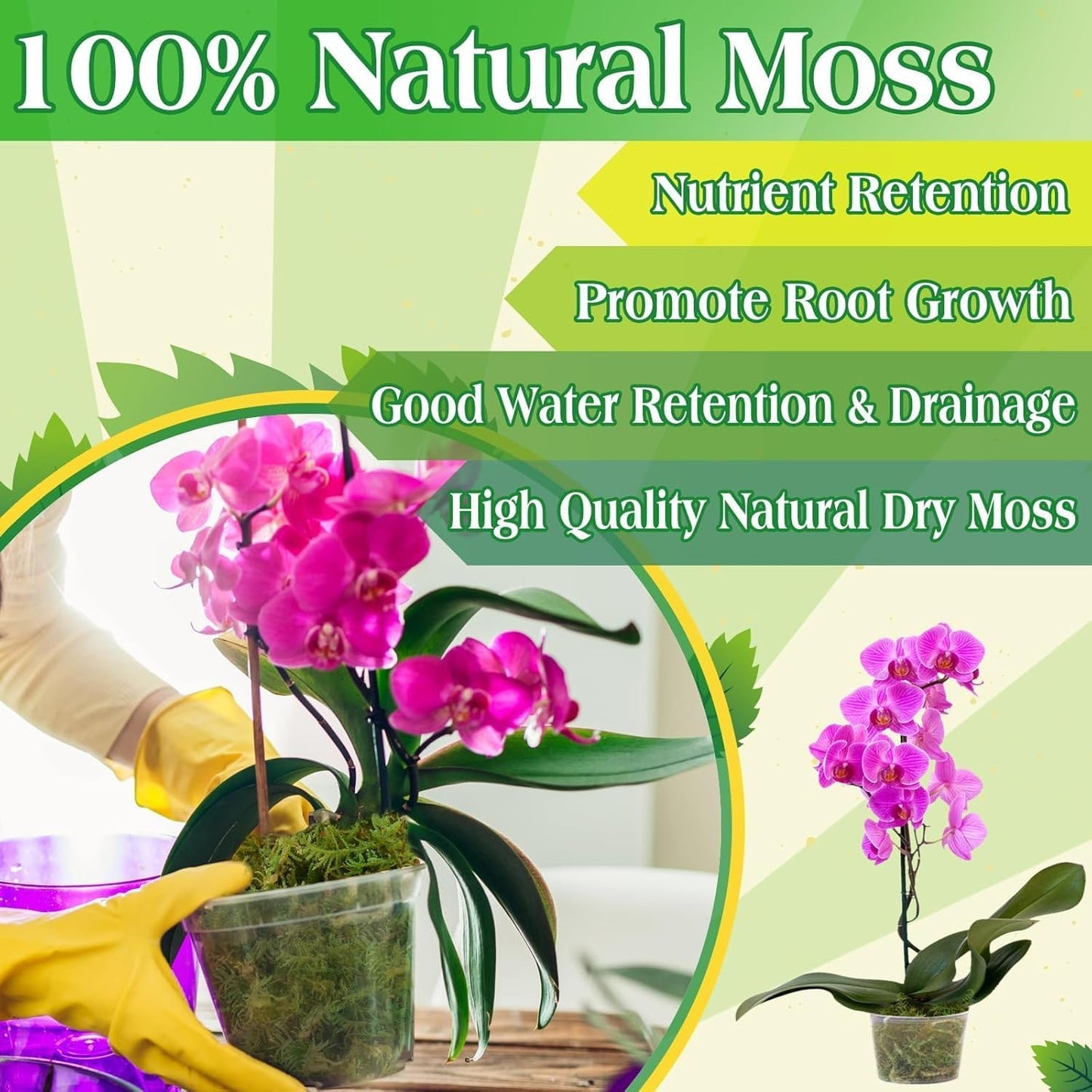 Halatool 2.2LBS Forest Green Moss for Indoor Potted Plants, Orchid Potting Mix, Indoor Potting Plant Moss for Repotting Terrariums Garden Reptiles