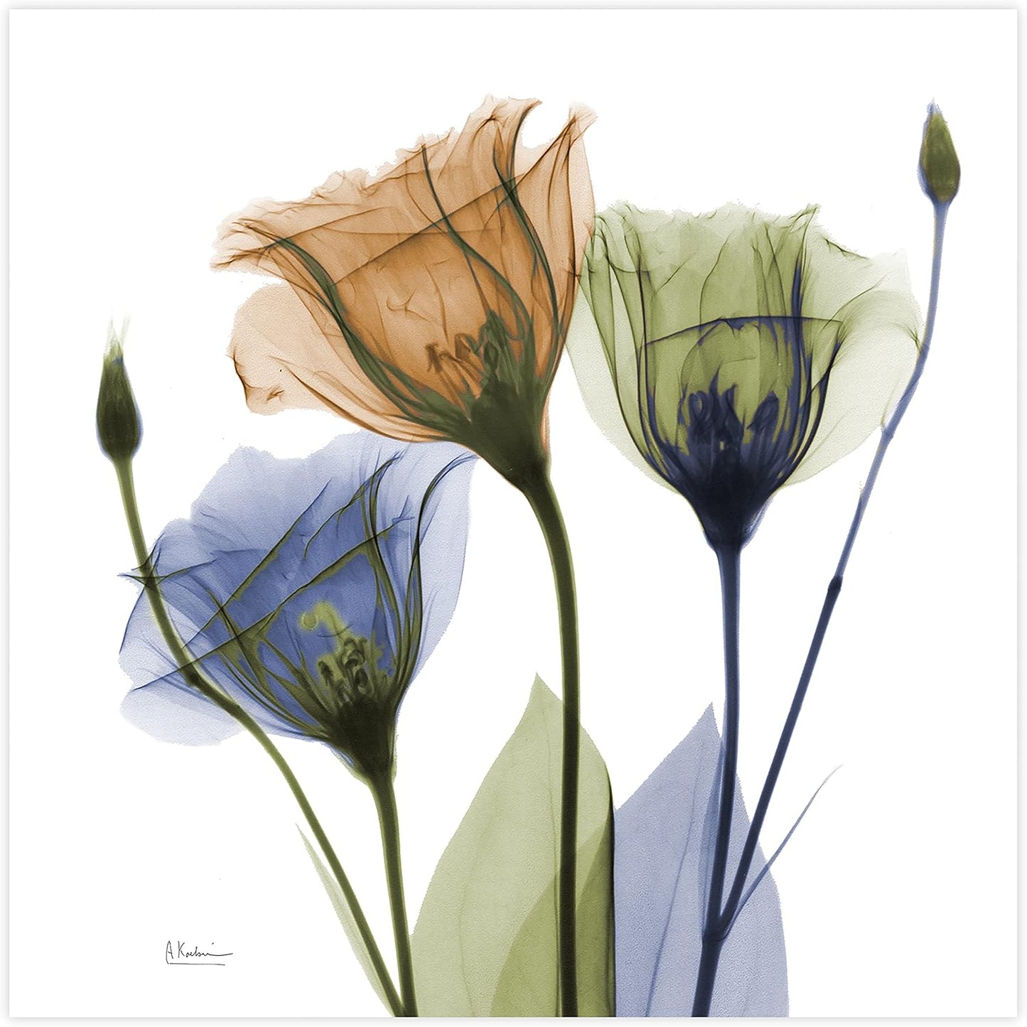 Empire Art Direct Frameless Free Floating Tempered Glass Panel Graphic Wall Art Ready to Hang, 24" x 24", Gentian Buddies, Multi-color Flower