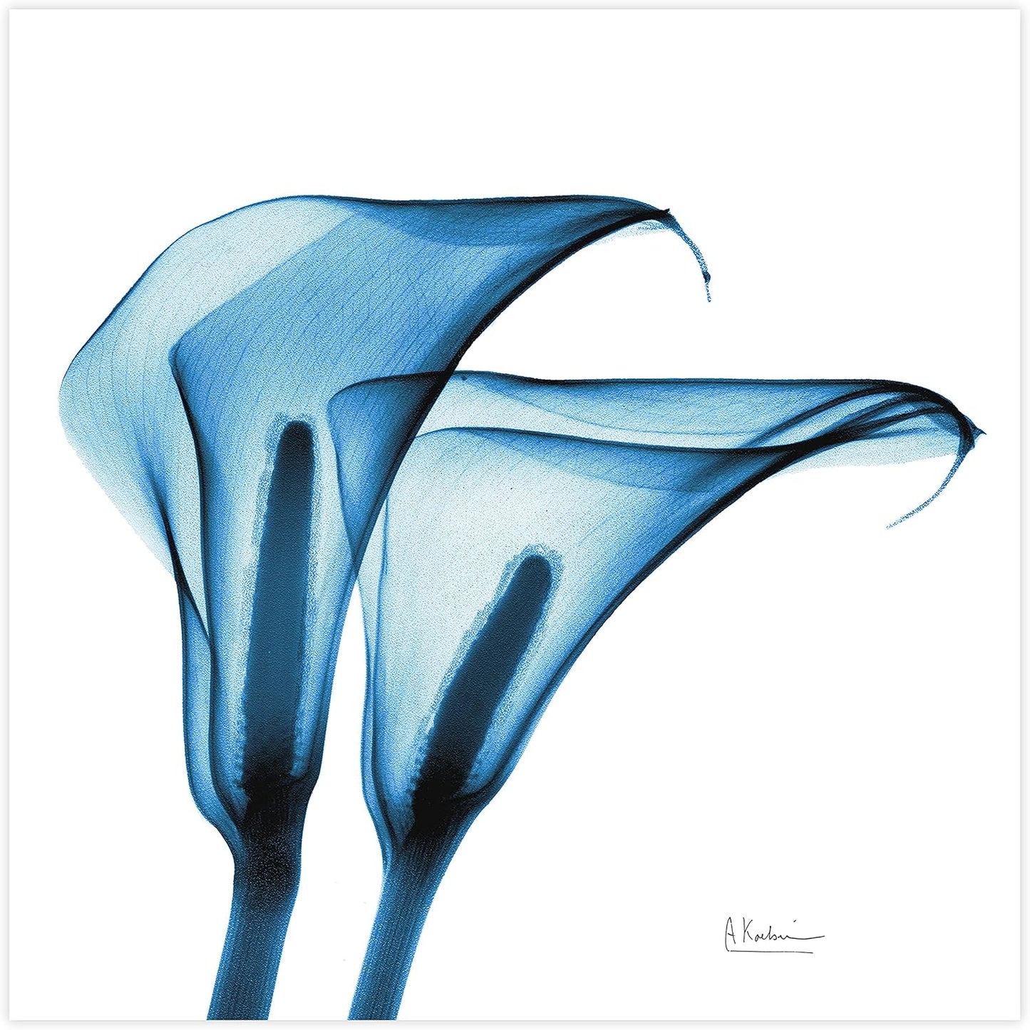 Empire Art Direct Frameless Free Floating Tempered Glass Panel Graphic Wall Art Ready to Hang, 24" x 24", Indigo Calla Lililes, Blue Flower